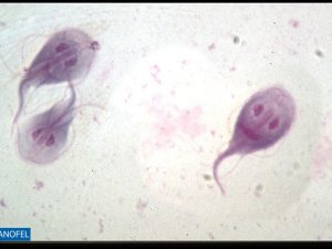P020