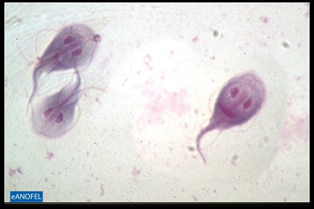 P020