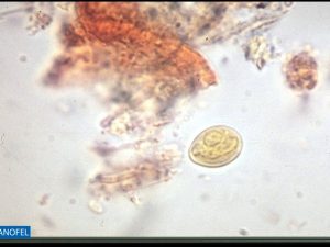 P024