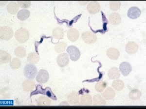 P036