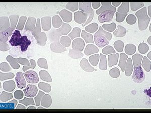 P048