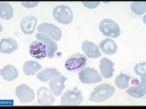 P053