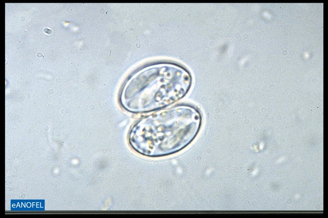 P068