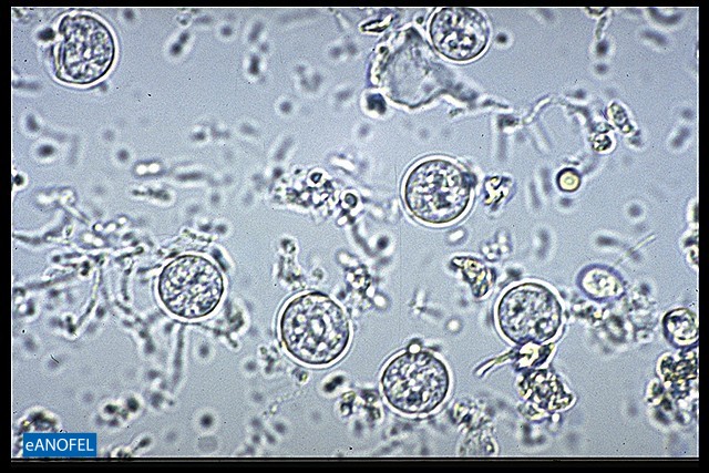 P069