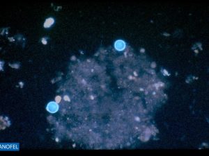 P070