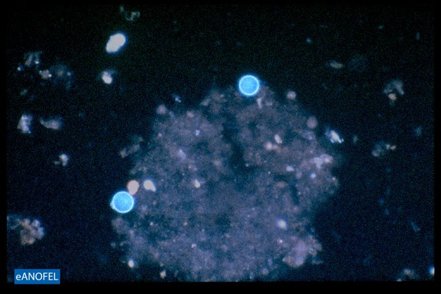 P070
