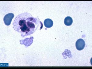 P071
