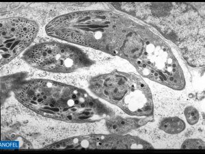P076
