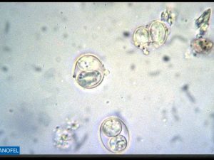 P078