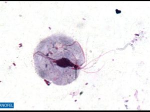 P133