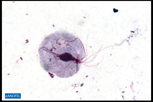 P133