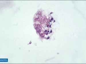P248