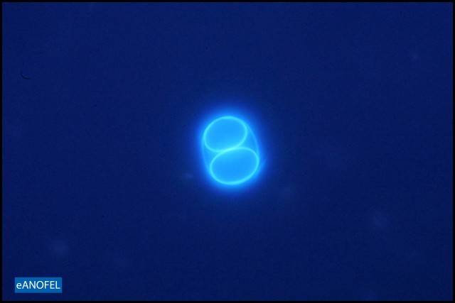 P483