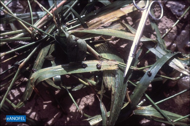 R060