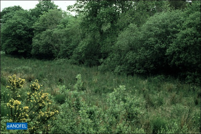 R081